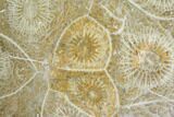 Polished Fossil Coral (Actinocyathus) - Morocco #100668-1